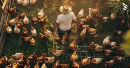 Chicken Fertility: A Complete Guide | Livine